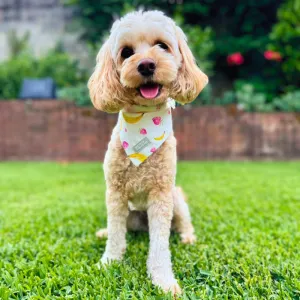 Tropical Fruit Bandana & Bow Tie Set for Pets